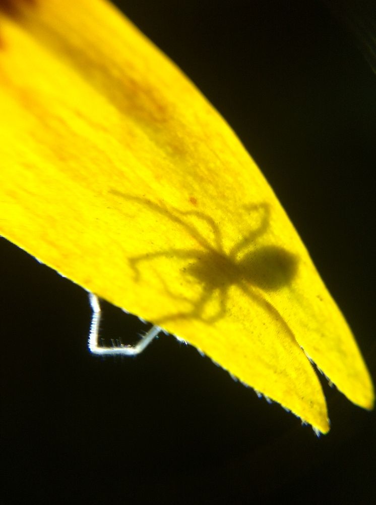 Фотография автора Алина Васильченко