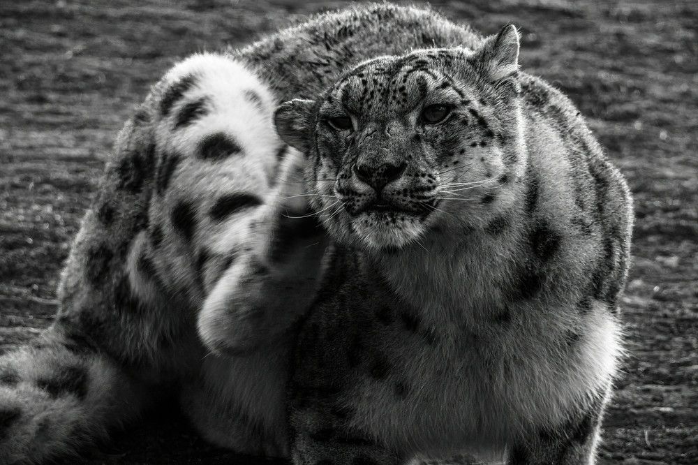 Фотография автора Julia A Caesar