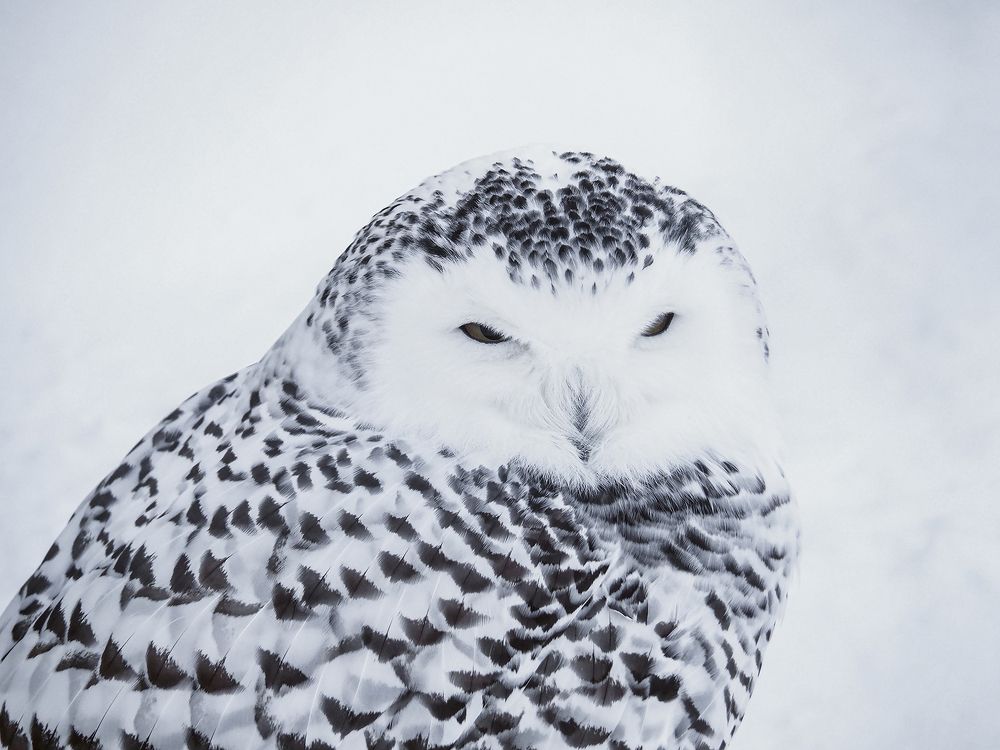 Полярная сова