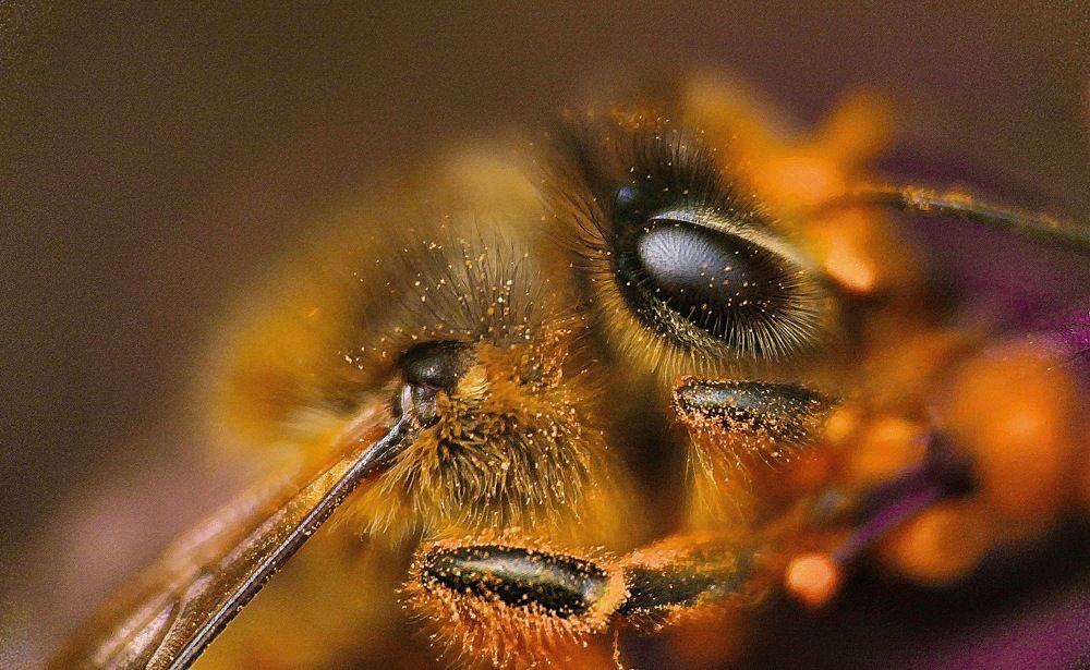 Глаз пчёлки....