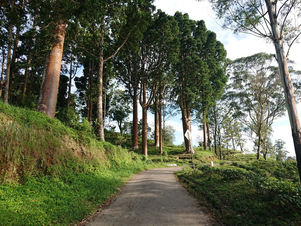 Beautiful ceylon