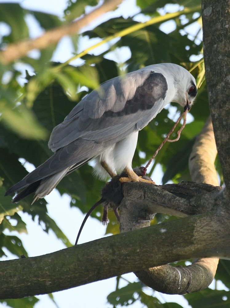 Photograph by Samar Jana