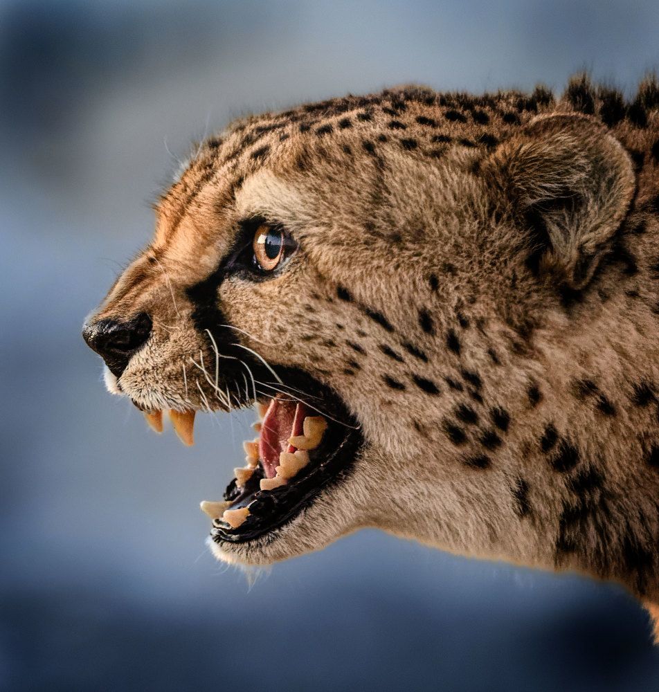 Photograph by Alejandro Escribano