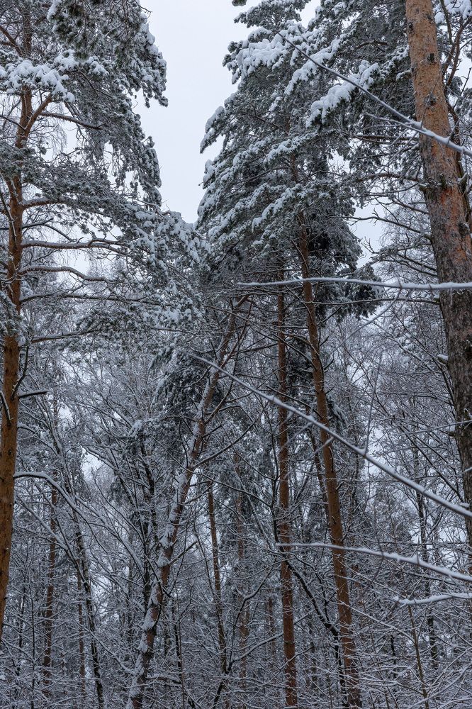 Photograph by Ольга Гирусова