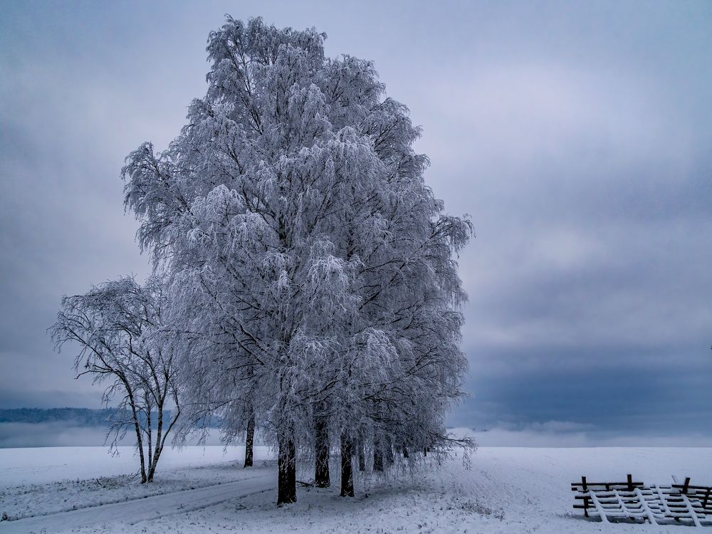 Фотография автора Alena Gersicova
