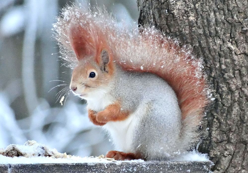 Примёрзшая белка
