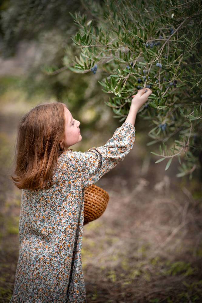 Сбор оливок