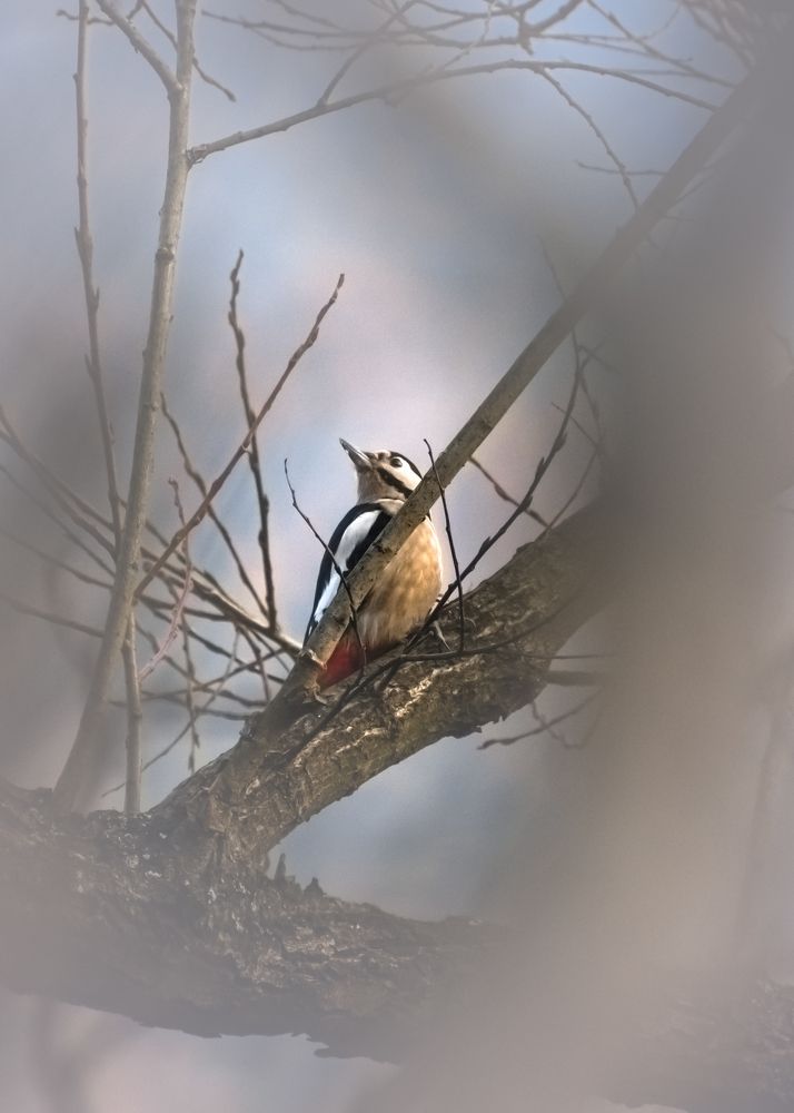 Woodpecker