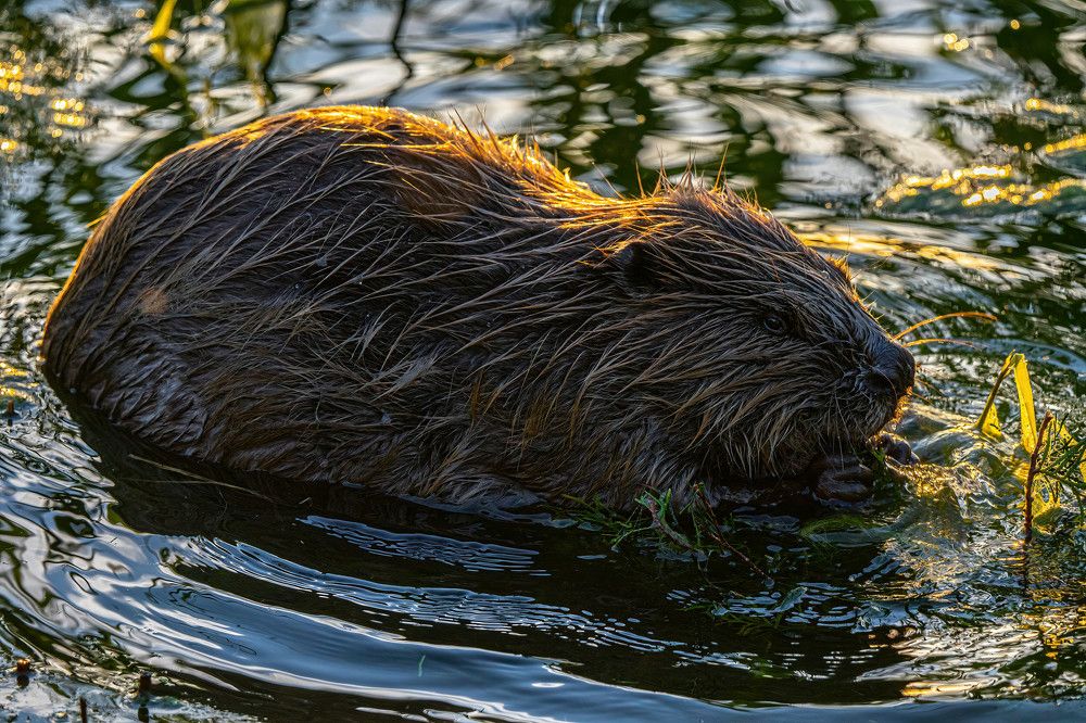 Фотография автора Julia A Caesar