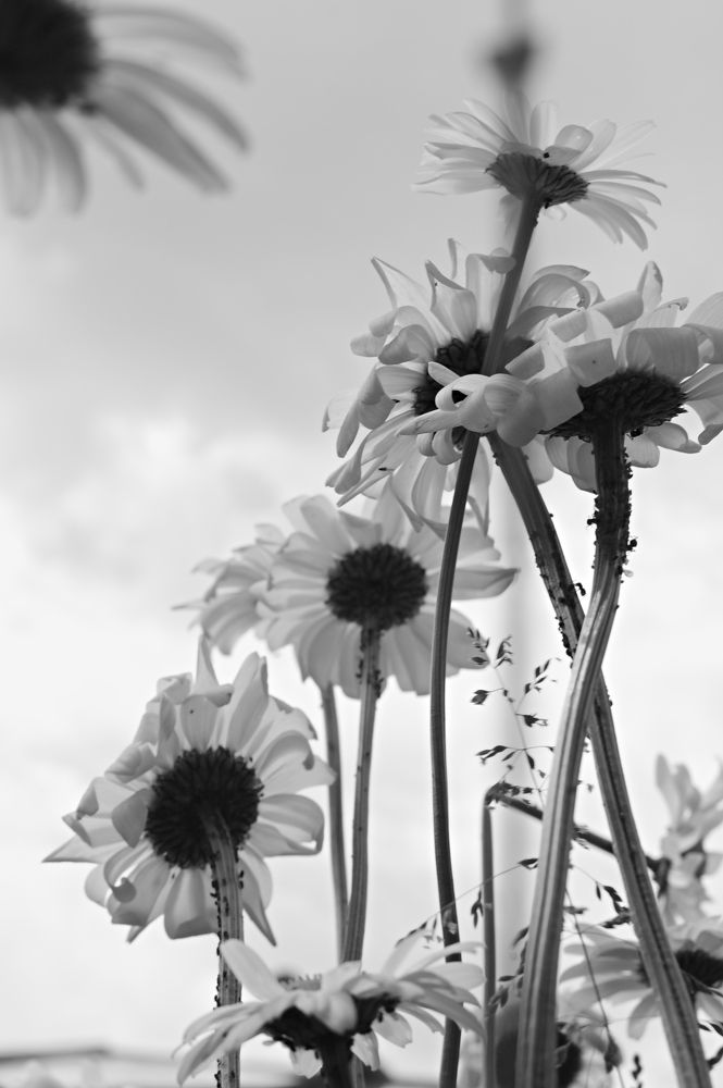 Photograph by Евгений Козлов