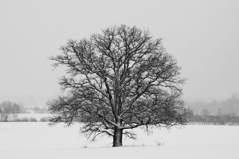 Фотография автора Сергей Барановский