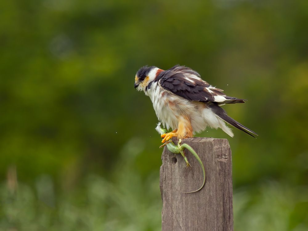 Photograph by Valdir Hobus