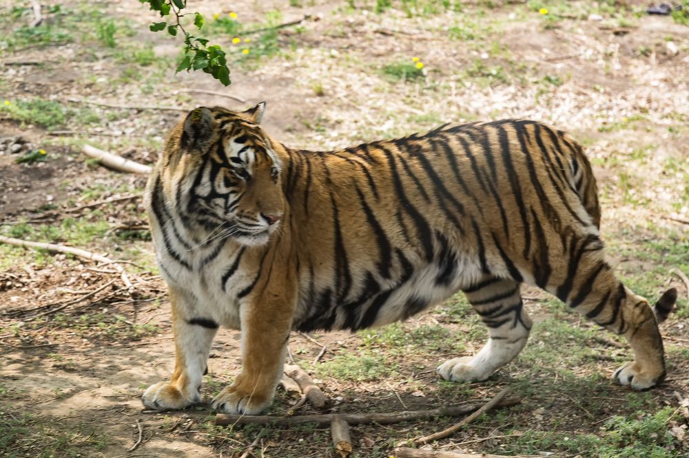 Большой кот(тигр).