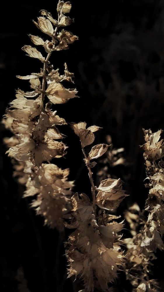 Сухоцветы...