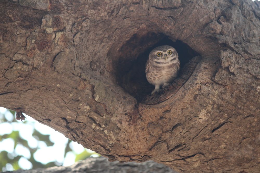 Photograph by Sharad vadoliya