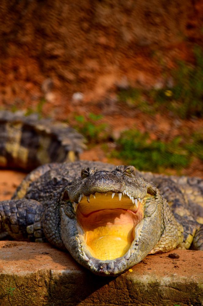 Photograph by shashiranjan prakash