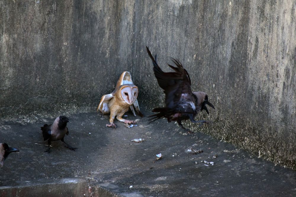 Photograph by shashiranjan prakash