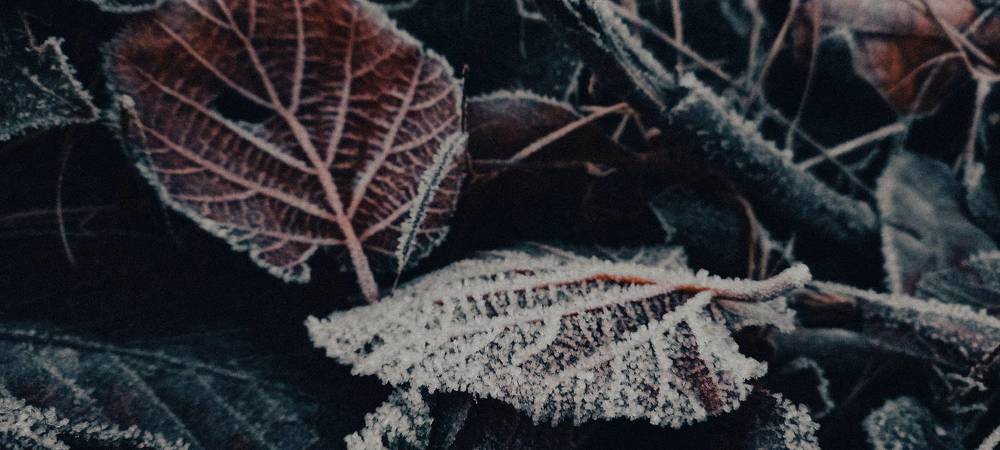 Photograph by Alina Berns