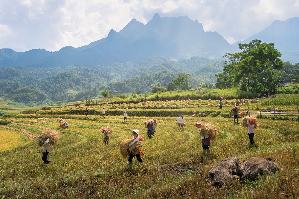 Rice harvest in Sang Ma Sao
