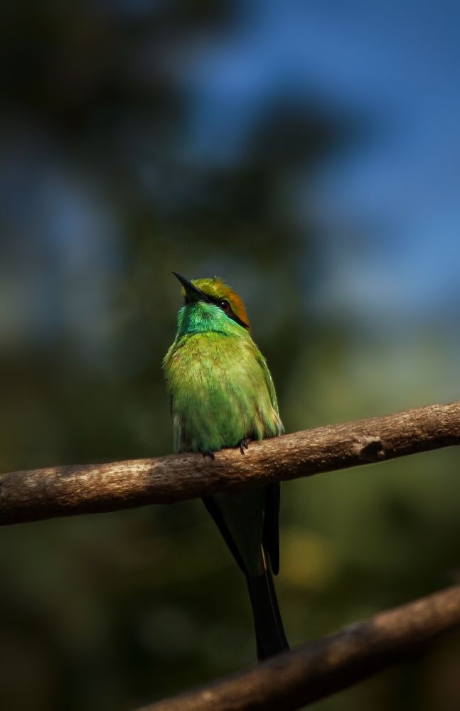 Asian Green Bee Eater