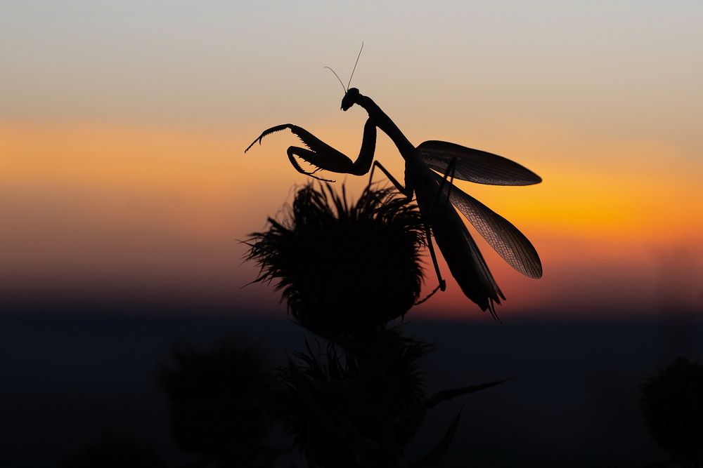 Photograph by Арсен Алабердов