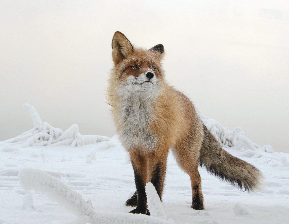 Photograph by Фомина Марина