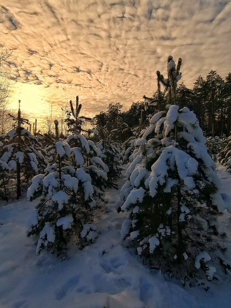 Photograph by Марина Радионова