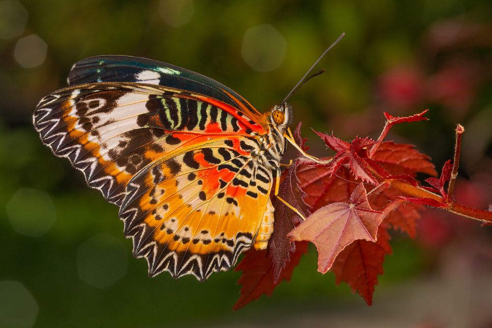 Фотография автора Michael Mettier