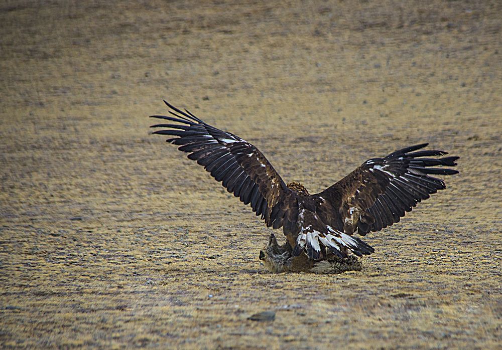 Photograph by Baatarsuren B