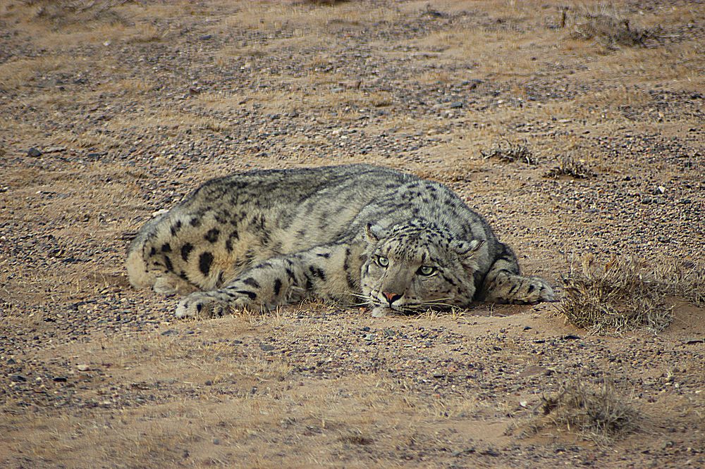 Photograph by Baatarsuren B