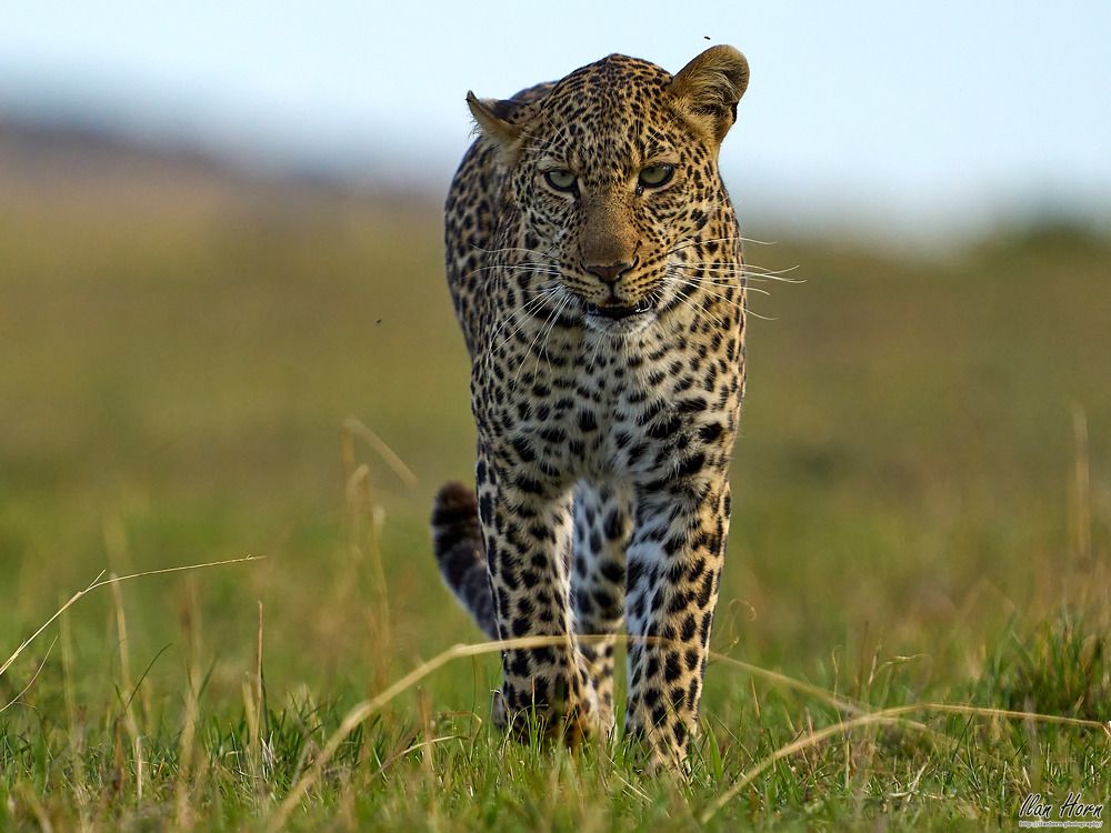 Photograph by Ilan Horn