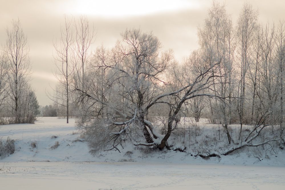 Фотография автора Нина Шкляр