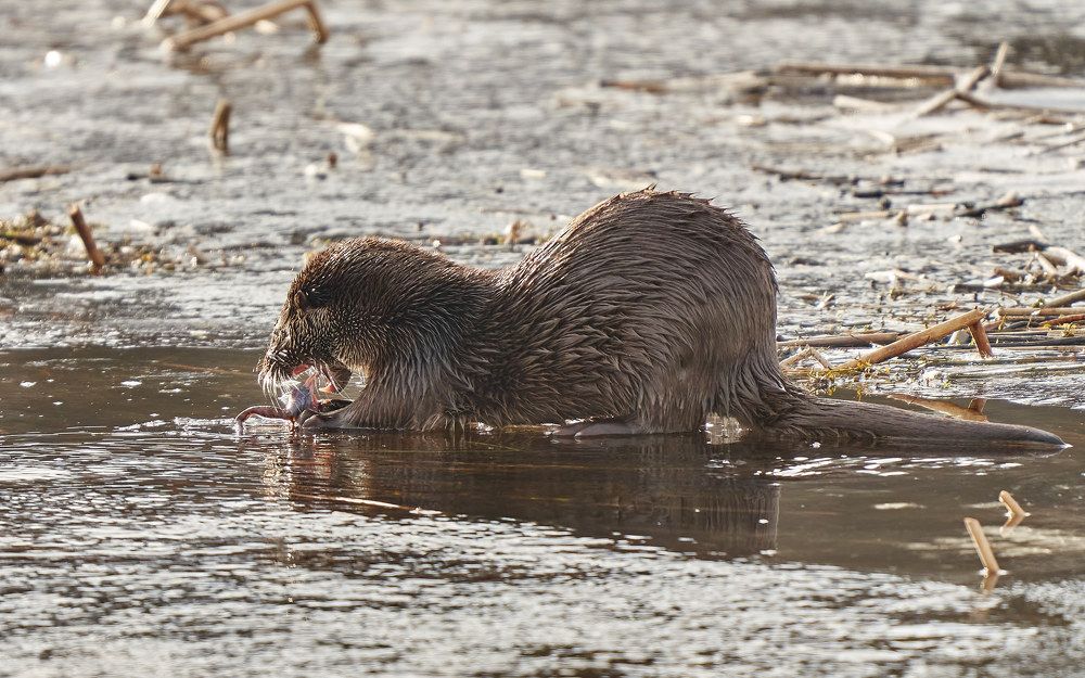 Выдра