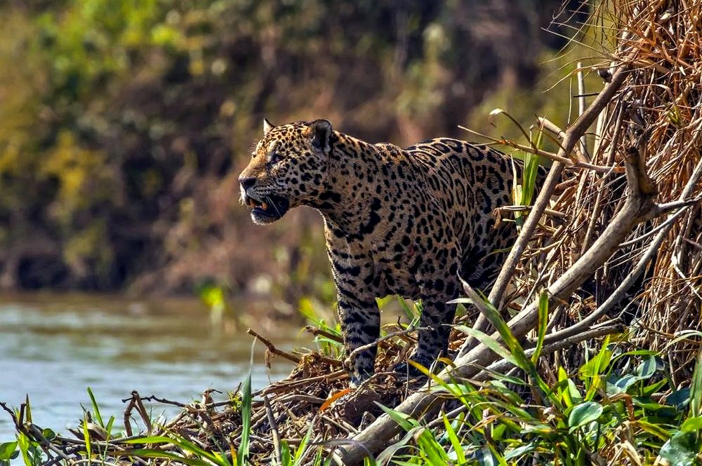 Ягуар на охоте