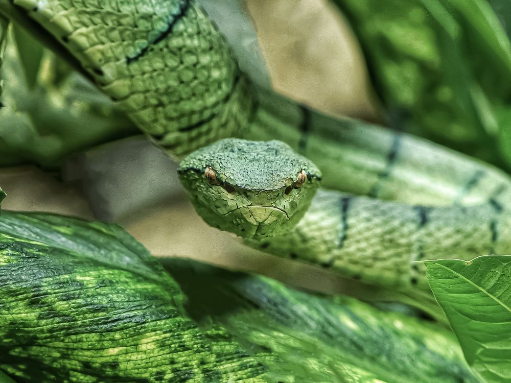 Photograph by Sharel Albor