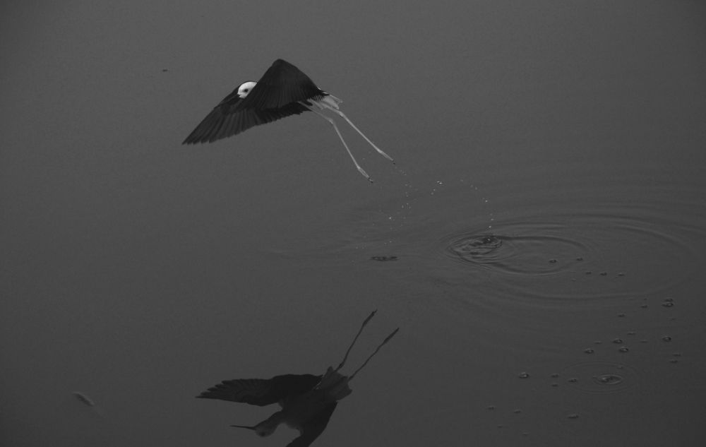 Photograph by SANDEEP KUMAR SHARMA