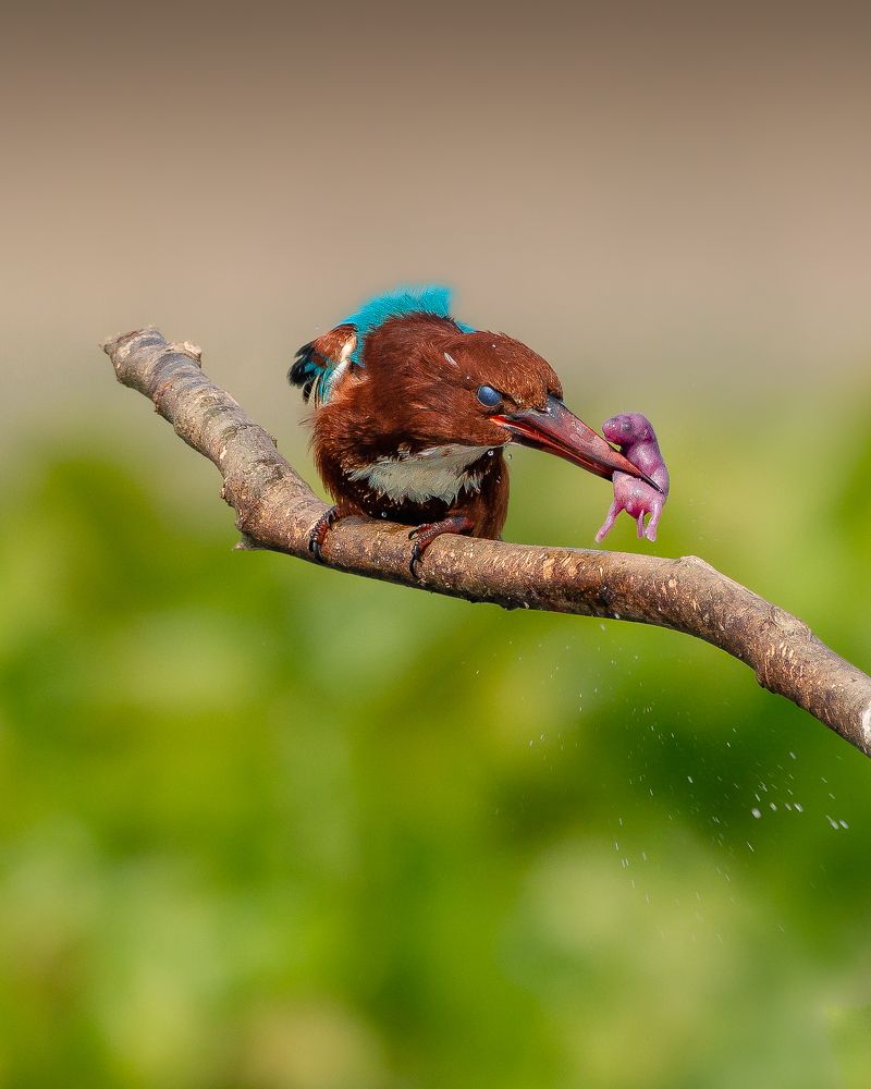 The furious killing machine