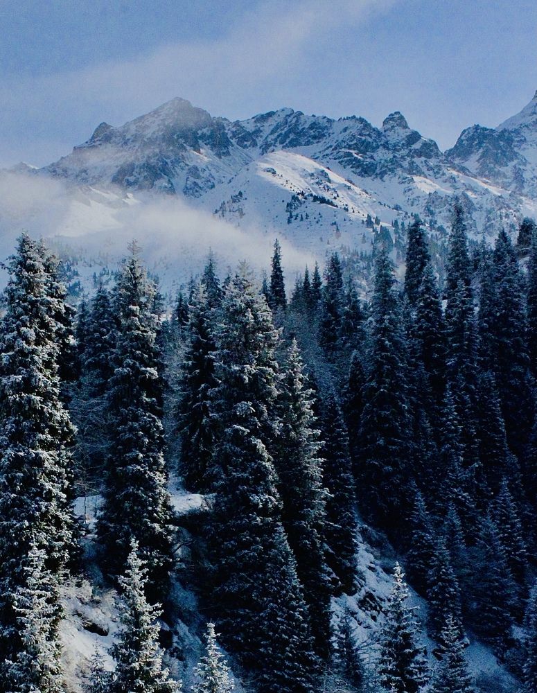 Тянь-шаньские ели