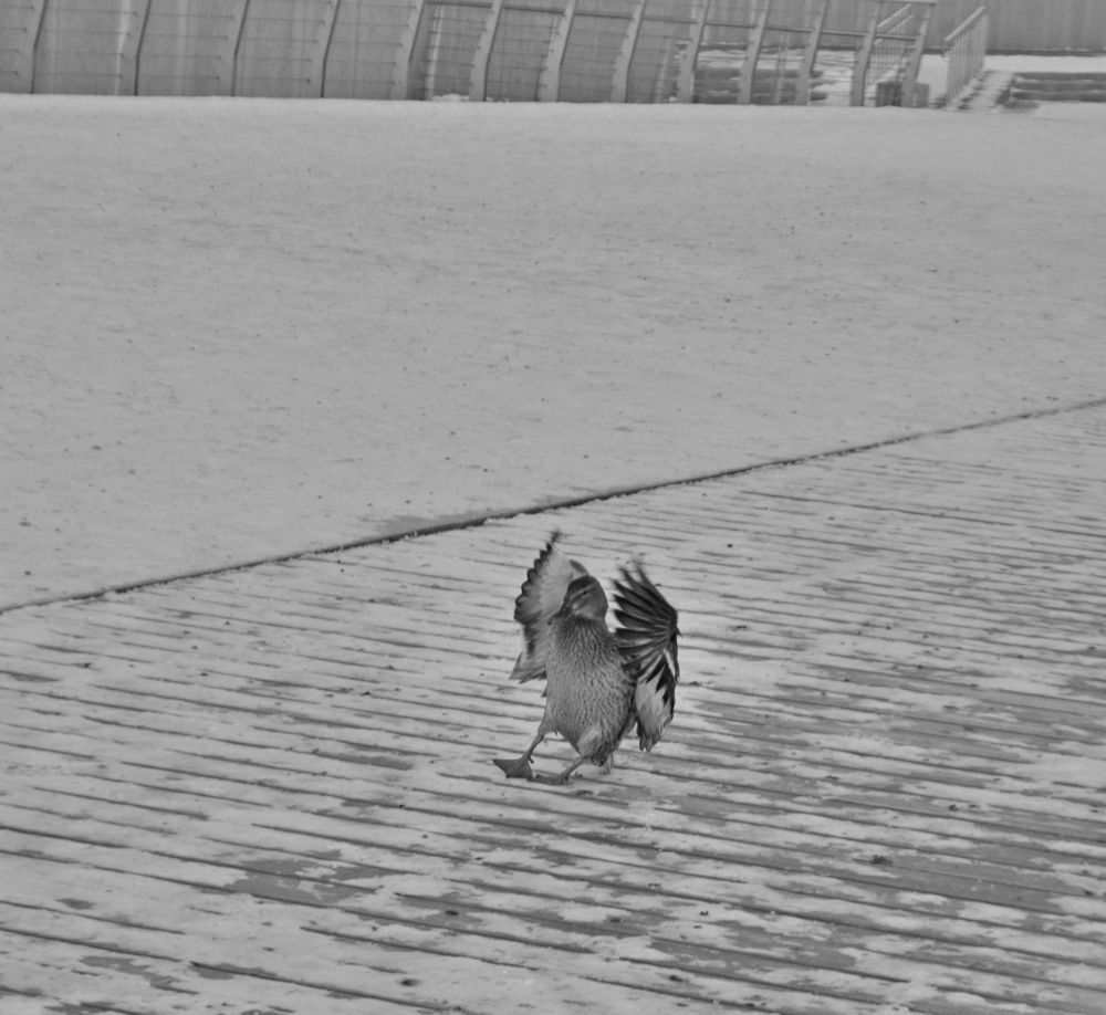 Фотография автора Клавдия Васильева