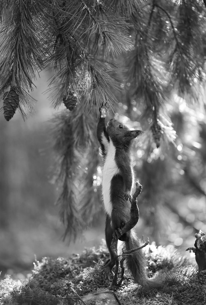 Photograph by Евгения Левина