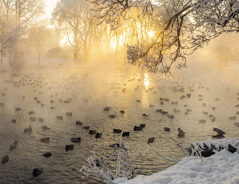 Золотом по серебру