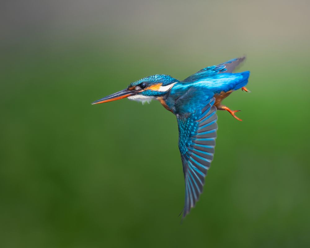 White Throated Kingfisher