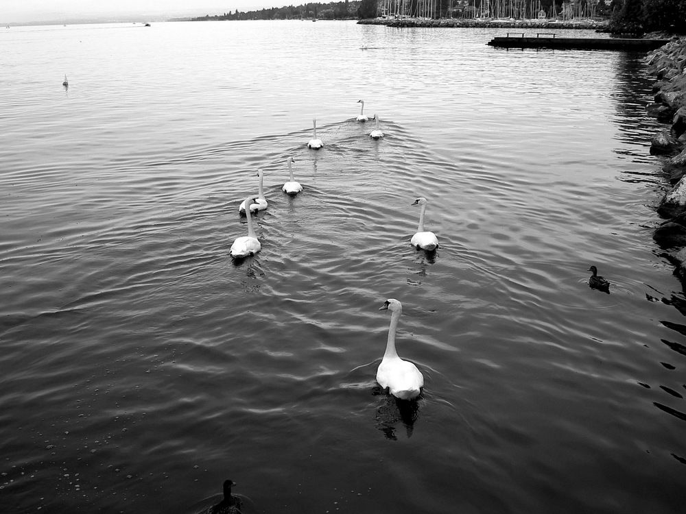 Photograph by Ирина Федичева