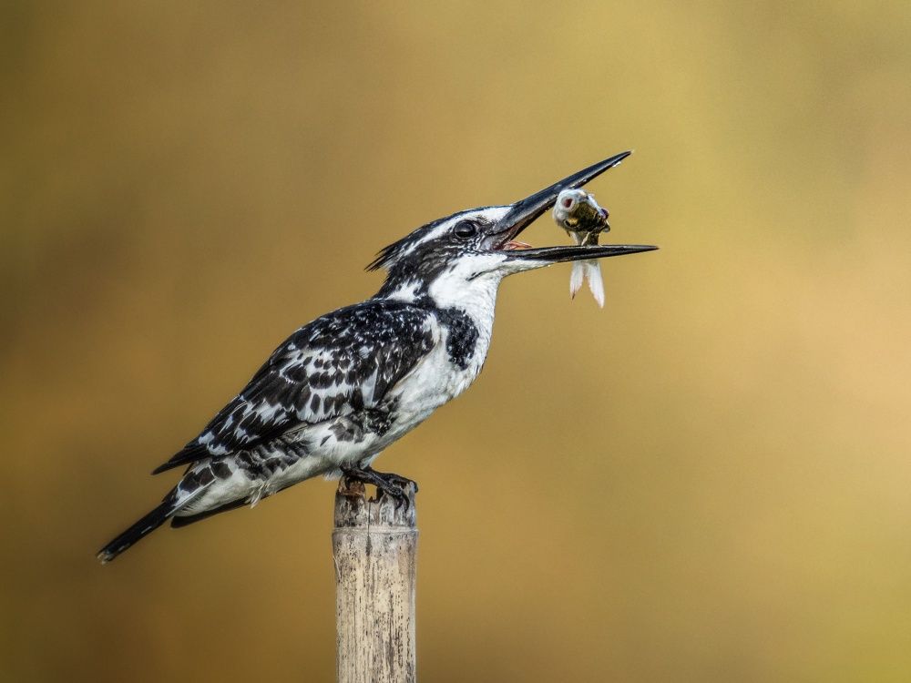 Photograph by Bidyut Kalita