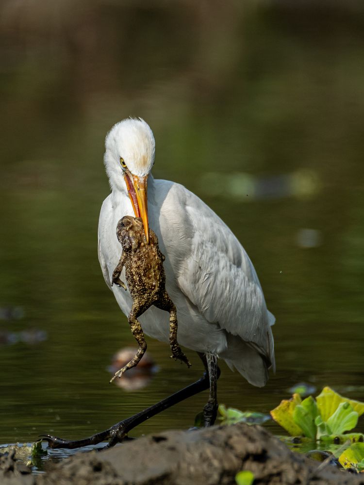 Photograph by Bidyut Kalita