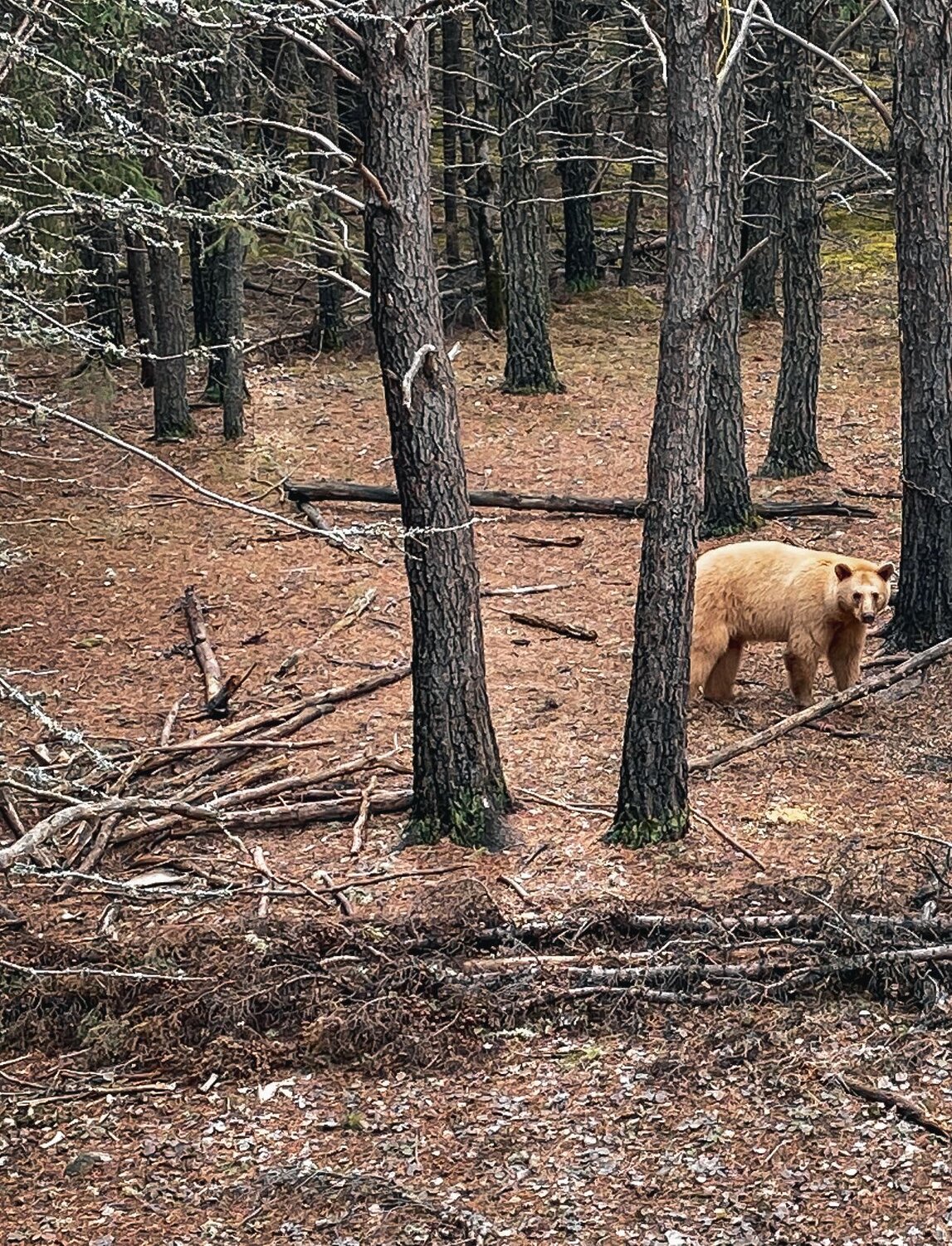 Photo #8532005