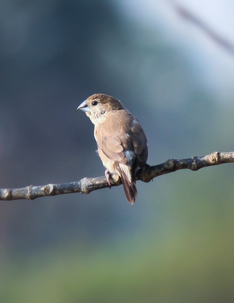 Photograph by Anshuman Pradhan