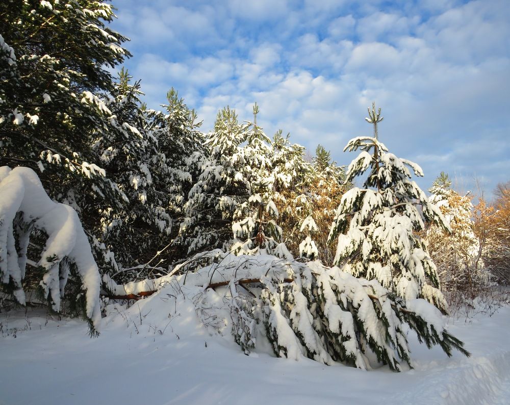 Под тяжестью снега