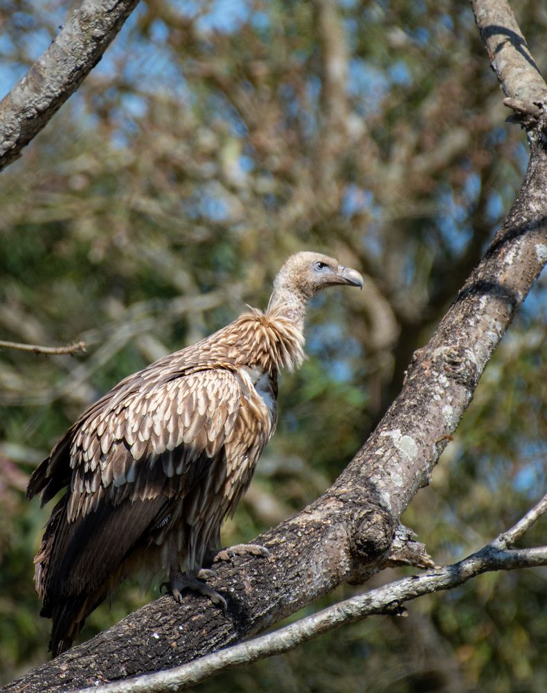 White Rumped Vulture