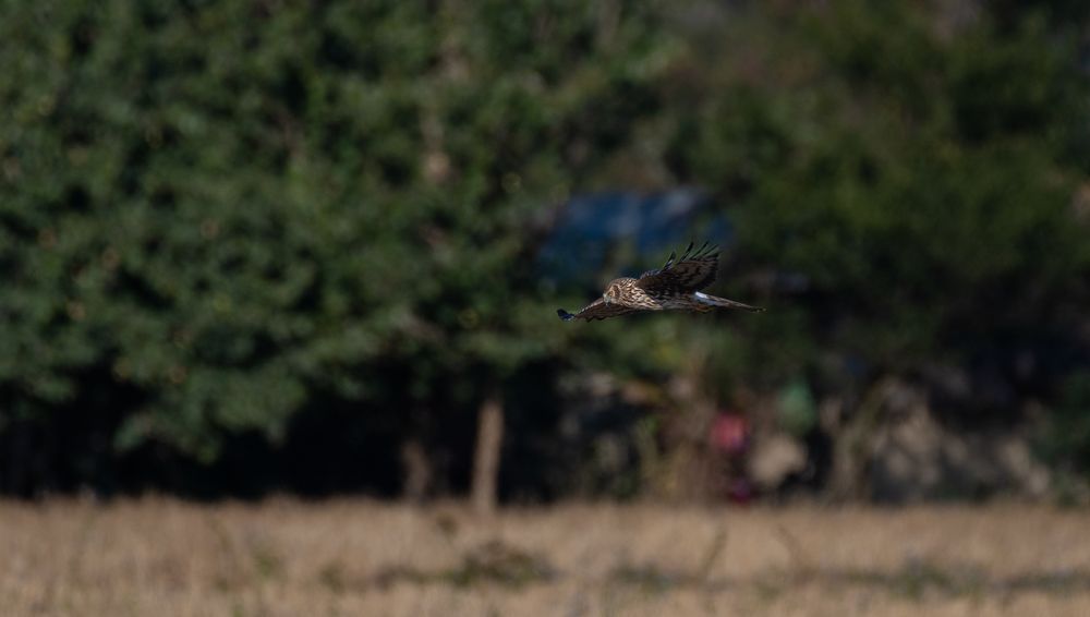Black Breasted Harrier